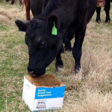 Cattle with blocks | Agricon Products